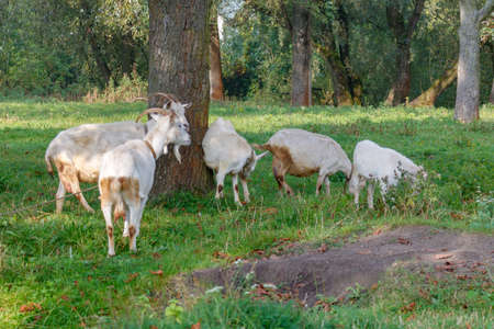 Herd of domestic goats grazing on the green grass between trees