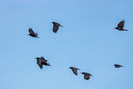 Black crows flying against the blue sky at sunny day