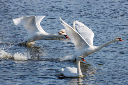 Two white swans take off from river surface at sunny day
