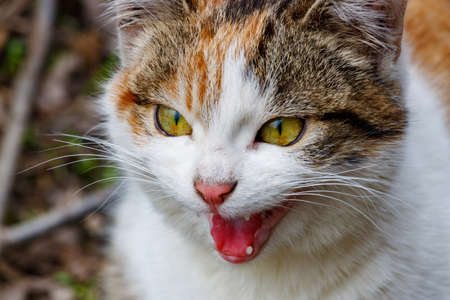 Portrait of angry tricolor cat close-upの写真素材