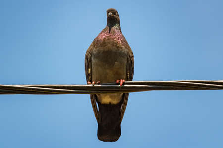 Wild dove sitting on the cable of power line close-up against blue skyの写真素材
