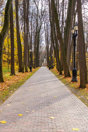 Stones footpath in the city park among trees with yellow leaves in sunny autumn dayの写真素材