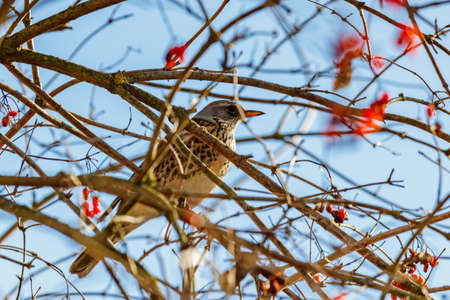Colored bird with dark dots on the plumage sits on the branch of mountain ash in sunny winter dayの写真素材