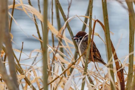 Sparrow with opened beak sits on the stem of dry plant in sunny winter dayの写真素材
