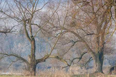 Old trees with biggest branches on the riverside in sunny winter morning. Nature landscape