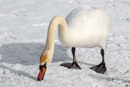 White swan picks up food in its beak on the snow covered river shore in sunny winter dayの写真素材