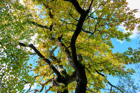 Curved trunk of oak tree and branches with colored leaves against blue sky with white clouds in...