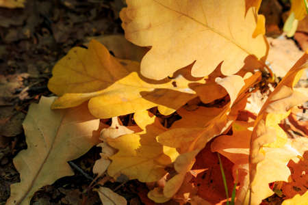 Fallen yellow oak leaves close-up in sunlight at sunny autumn day
