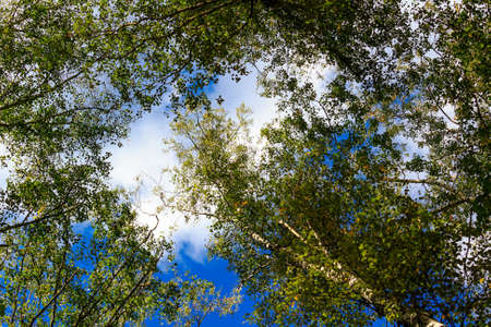 Crowns of birches with green leaves against blue sky with white clouds in sunny autumn day