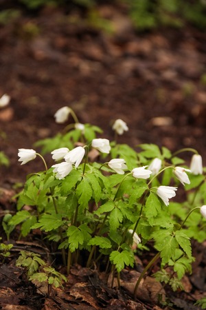 the first spring flowers, snowdrops in gardenの写真素材