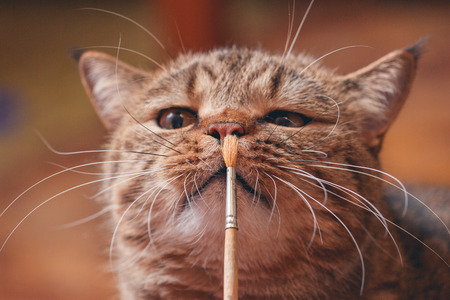 Adult british cat playing with paint brushの写真素材