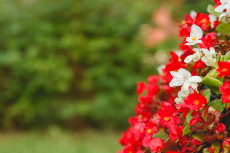 Abstract Background of Flowers with Copyspace. Close-up. Nature Conceptの写真素材
