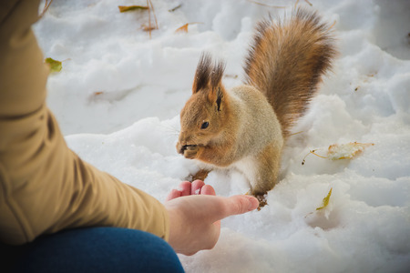 The boy feeds a squirrel by nuts from his handの写真素材