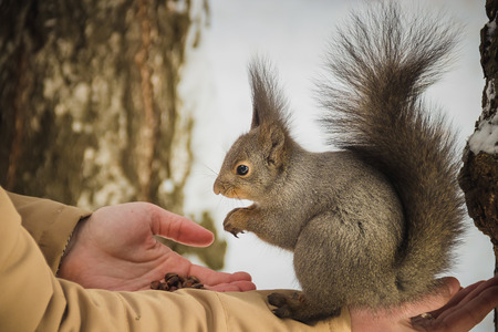 The boy feeds a squirrel by nuts from his handの写真素材