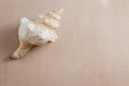 Seashell on light backgroundの写真素材