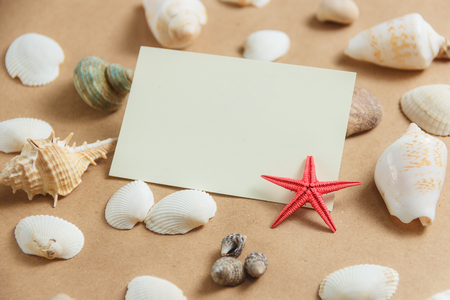 Seashells on light backgroundの写真素材