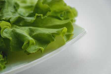 lettuce salad, vegetable, healthy fresh food concept.の写真素材