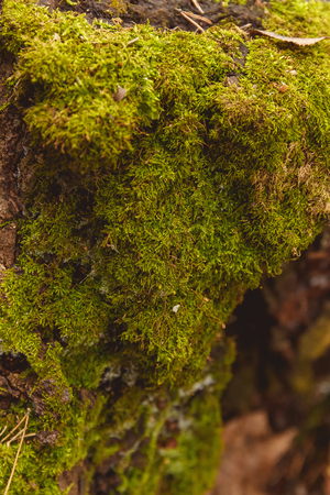 Autumn covered with moss background textureの写真素材