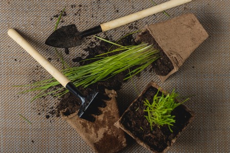 Preparing for Seasonal Transplantation of Plant. Product Still Life Image. Planting in Garden...