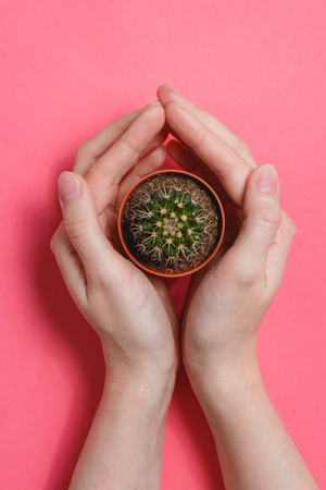 Female Hand Hold Green Cactus in Pot on Pink Pastel Color Background. Minimal Concept. Flat Lay. Top View.の写真素材