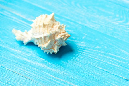 summer background seashell on blue wooden background.の写真素材