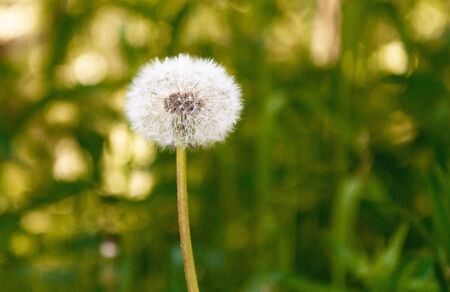Close up dandelion seeds in the morning sunlight across fresh green background. Stock photography.の写真素材