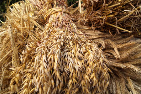 Wheat compact