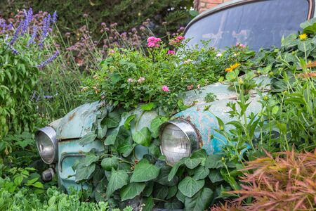 Decor of flowers in vintage car in the summer gardenの写真素材