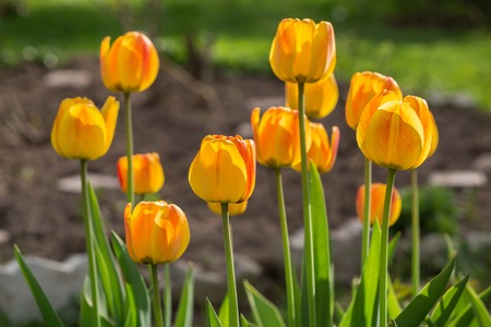 Blossoming yellow tulips in the garden. Springtimeの写真素材