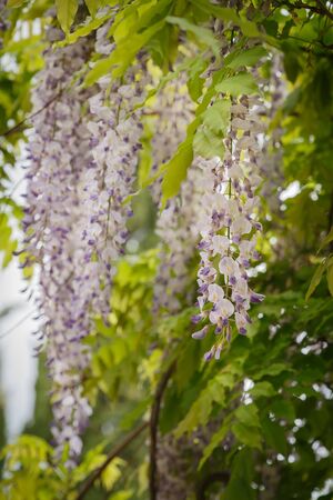 Hanging wisteria blooming brush close upの写真素材