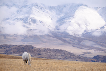 Beautiful white horse grazing on countryside autumn field searching for feed against of the high snow-capped Altai mountainsの写真素材
