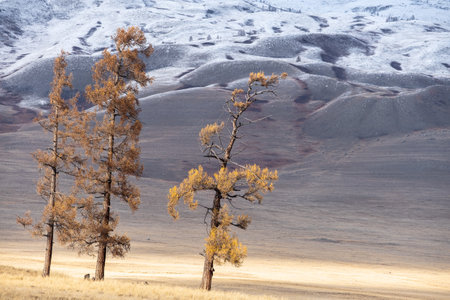 A field with a three trees with dry yellow foliage and hillside in the background autumn in the sunset in Kurai steppe. Beautiful landscape in Altai mountainsの写真素材