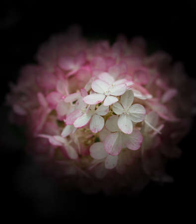 beautiful flower