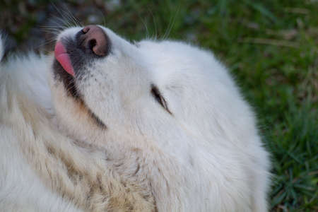 samoyed