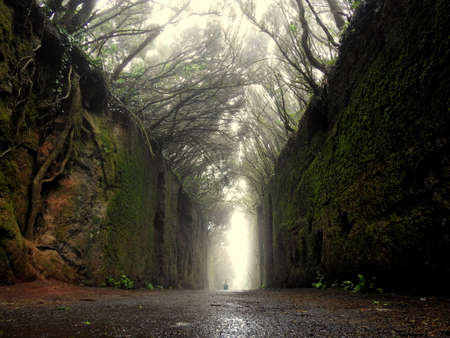 Mistery roadの写真素材