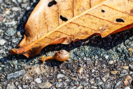 The little snail and yellow leaf on the roadの写真素材