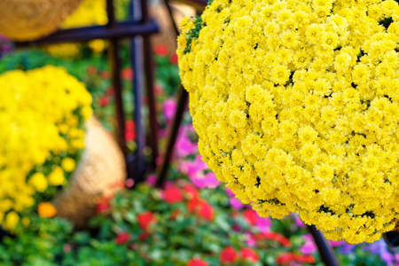 The big flowerbed with bright yellow flowersの写真素材