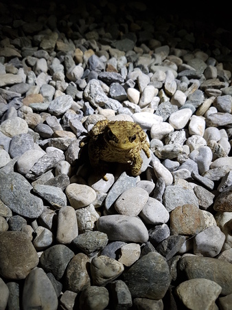 european toad sitting on pebble stones wile its dark