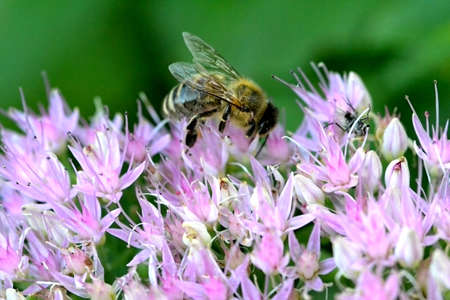 Bee collecting pollen on a flower