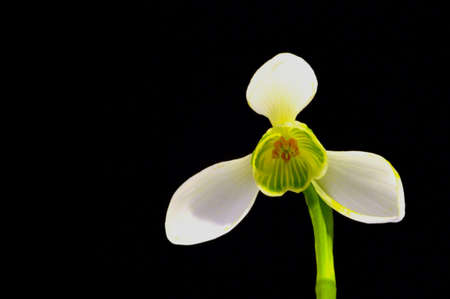 Snowdrop flower on a black backgroundの写真素材