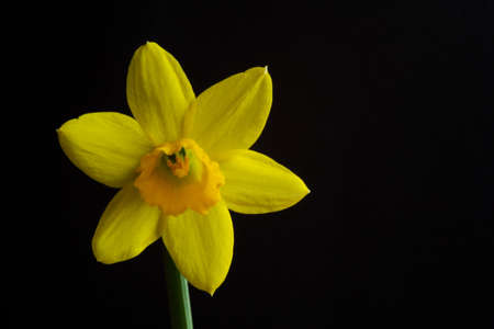 yellow flowerの写真素材