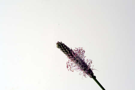 plantainの写真素材