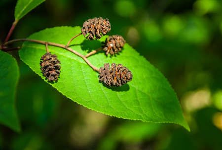 Alder cones on a green leaf in the summerの写真素材