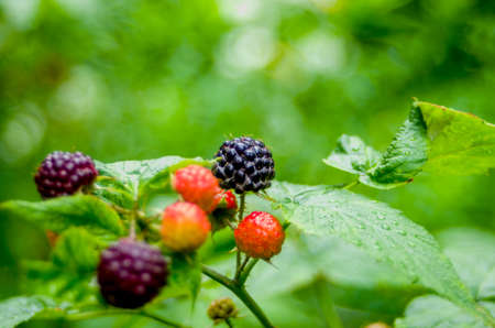 Growing red and black raspberries are very beautiful