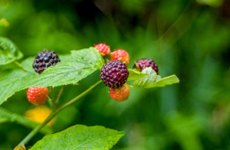 Growing red and black raspberries are very beautifulの写真素材
