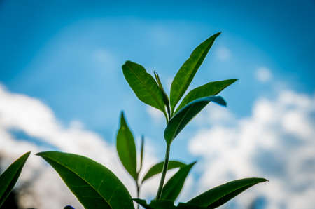 Sprouts of green tea on a summer morning at dawn