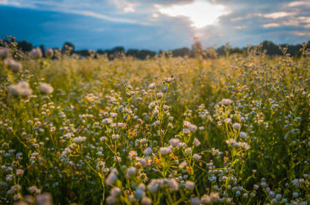 Beautiful wild daisy field in the morning on a meadow