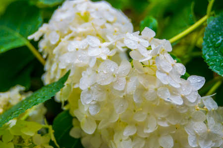 Very beautiful hydrangea white red yellow summer