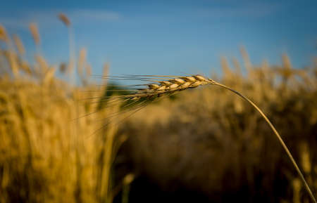 A wheat field, fresh crop of wheat.の写真素材