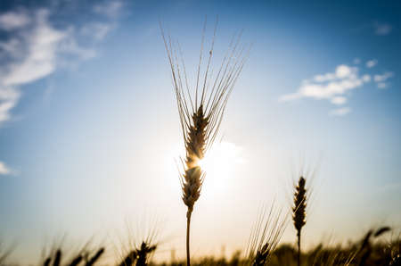 A wheat field, fresh crop of wheat.の写真素材